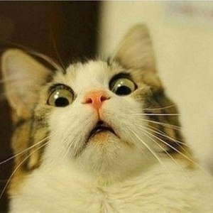 Team Page: Cool Cats